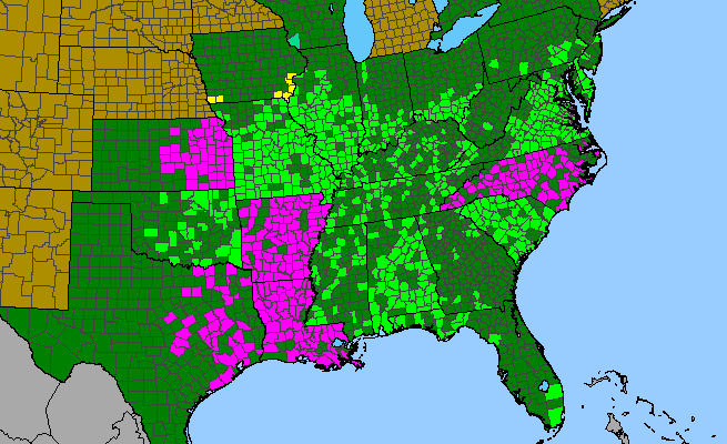 The range of Ipomoea lacunosa
